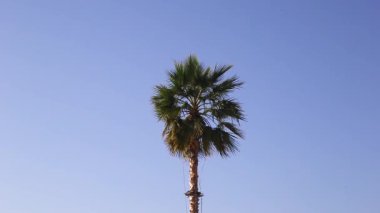 Rüzgarlı bir günde mavi gökyüzüne karşı bir palmiye ağacı