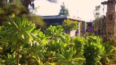 Birleşik Arap Emirlikleri 'nin sahilindeki bir parkta bitkiler ve binalar.