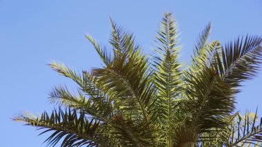 Gün batımında mavi gökyüzüne karşı palmiye ağaçları