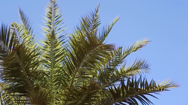 夕阳西下 棕榈树映衬着蓝天 — 图库视频影像
