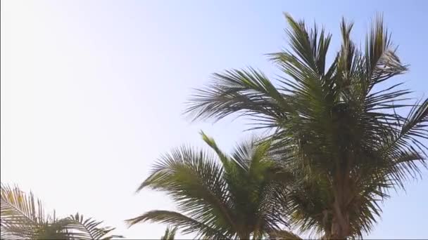 Palmboom Een Achtergrond Van Blauwe Lucht Een Winderige Dag — Stockvideo