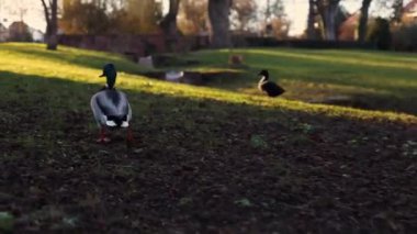 Ördekler parkta yürüyüş.