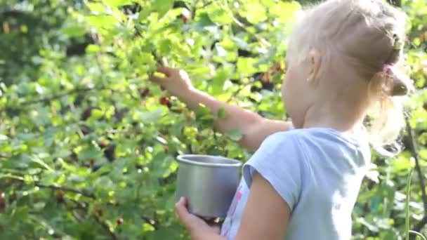 Junges Mädchen Pflückt Beeren Garten — Stockvideo
