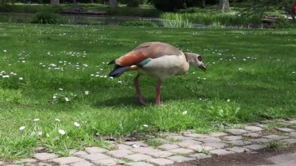 Los Pájaros Caminan Sobre Césped Parque — Vídeo de stock