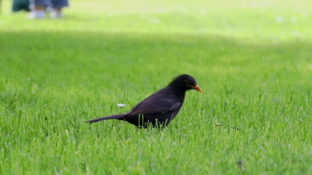 鳥は公園の芝生の上を歩く — ストック動画