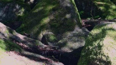 Yaz ormanındaki dağ deresi