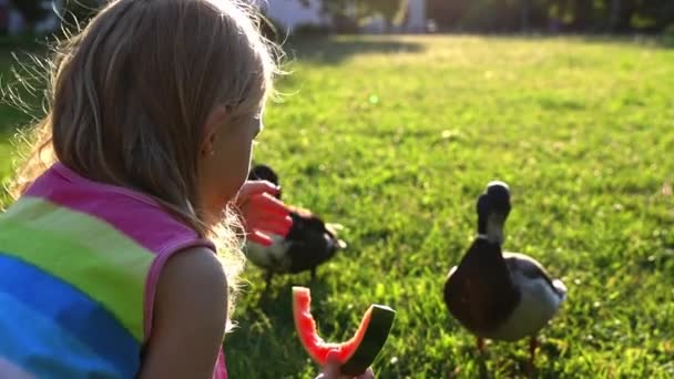 在公园里喂鸭子的小女孩 — 图库视频影像