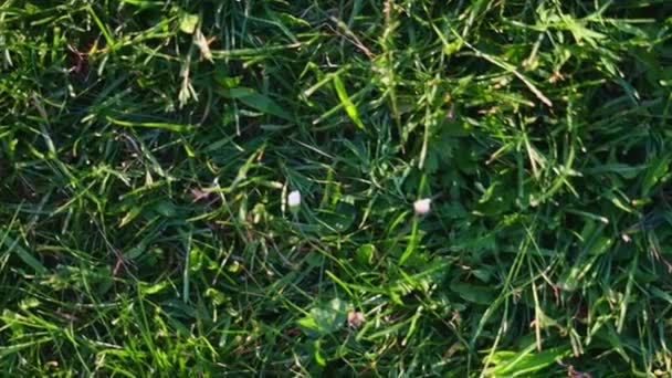 草地上的草坪草 顶视图 — 图库视频影像