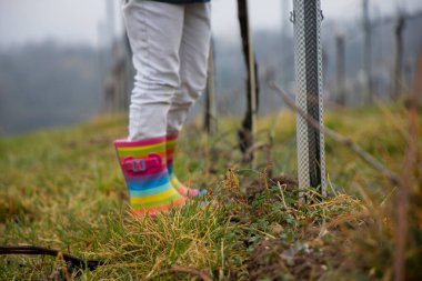 Lastik çizmeli bir çocuk üzüm bağlarında yürüyor..