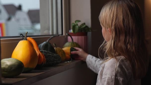 Fille Préscolaire Regarde Citrouilles Placées Sur Rebord Fenêtre — Video