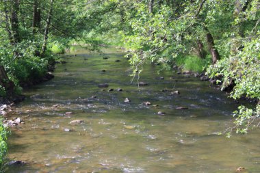 Ağaçların altında çalkantılı bir dere
