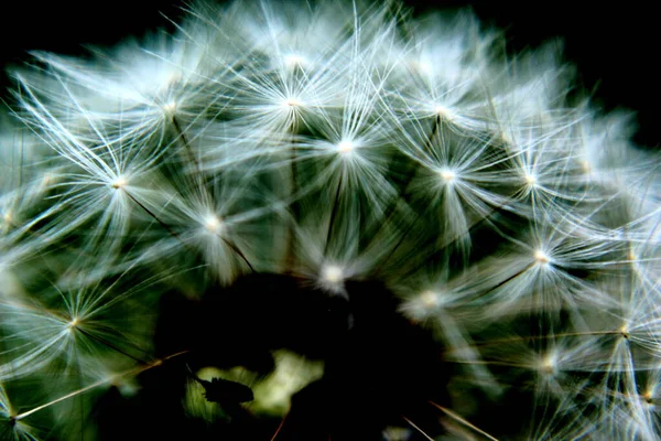 Detail Blossomed Dandelion — Stock Photo, Image