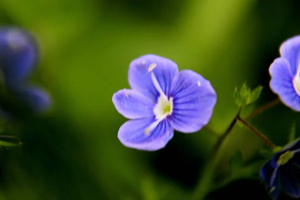 Flor Azul Fechar — Fotografia de Stock