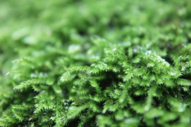 Taşta yeşil yosun var.