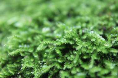 Taşta yeşil yosun var.