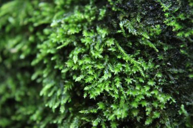 Taşta yeşil yosun var.