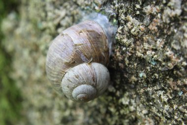 Taş üstünde salyangoz