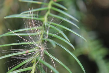  Bahçedeki bir bitkiyi kapat.