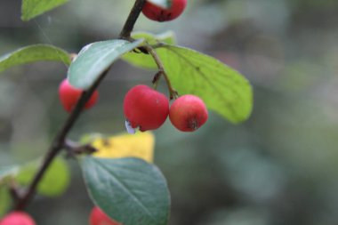 kırmızı elmalar dalda