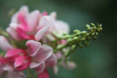 Pembe çiçeğe yaklaş.