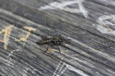 Yaprağın üzerinde uç