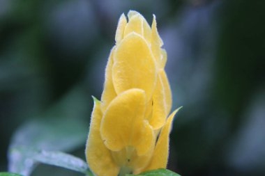 Sarı çiçek makrosu.