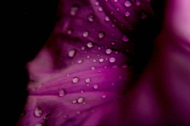 Su damlalı pembe çiçek