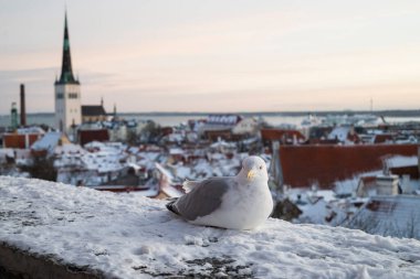 Tallinn Estonya 'nın merkezindeki evlerin çatılarındaki eski kasaba ve belediye binasının manzarası 