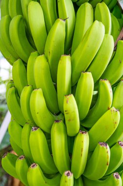 Funchal 'daki Dorisol Oteli' nin önünde muz yetişiyor. Lezzetli ve tatlı muz fiber dolu, ideal bir atıştırmalıktır..