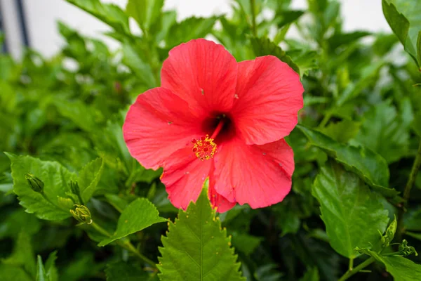 stock image A variety of colorful flora on the island of Madeira. Beautifully blooming and full of sweet midges. On the island of eternal spring.