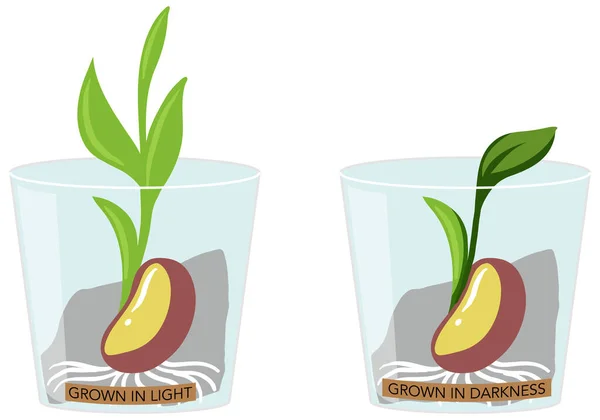 Plantas Crescimento Ilustração Experimental Clara Escura —  Vetores de Stock
