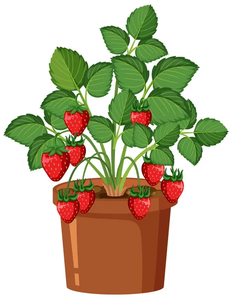 Aardbeienplant Geïsoleerd Groeien Pot Illustratie — Stockvector