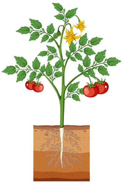 Tanaman Tomat Dengan Buah Ilustrasi Yang Terisolasi - Stok Vektor