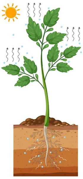 Ciencia Transpiración Las Plantas Ilustración — Vector de stock