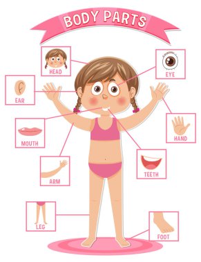 Sözcük dağarcığı illüstrasyonlu vücut parçaları