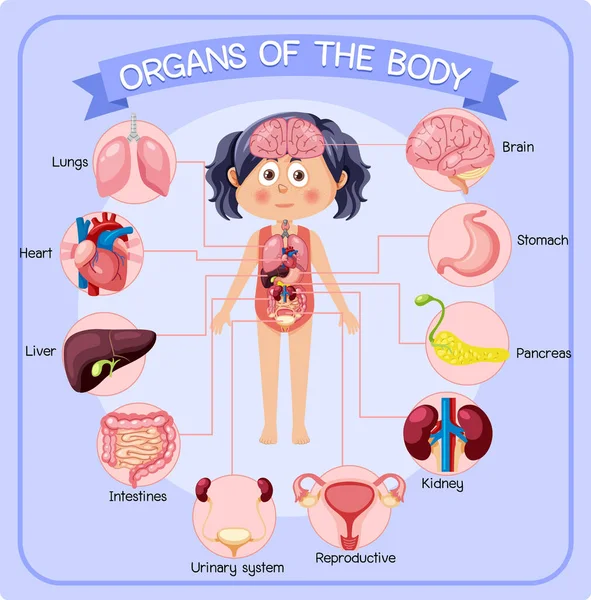 Internal Organs Body Kids Illustration — Stock Vector