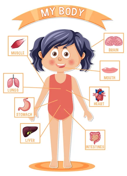 Internal Organs Body Kids Illustration — Stock Vector