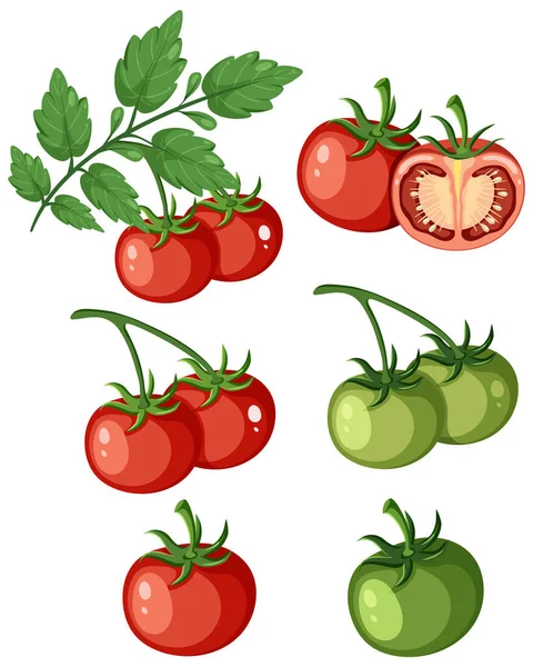 Conjunto Frutos Tomate Ilustração Isolada —  Vetores de Stock