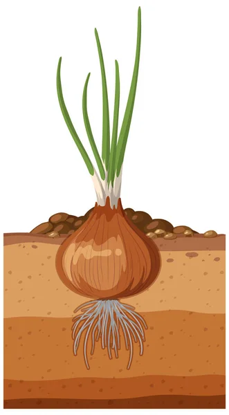 Planta Cebola Com Ilustração Sistema Radicular — Vetor de Stock