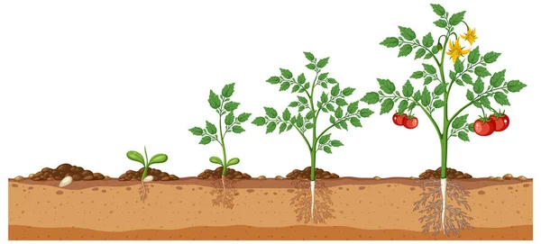 Ensemble Plants Tomate Cultivant Une Illustration Isolée — Image vectorielle