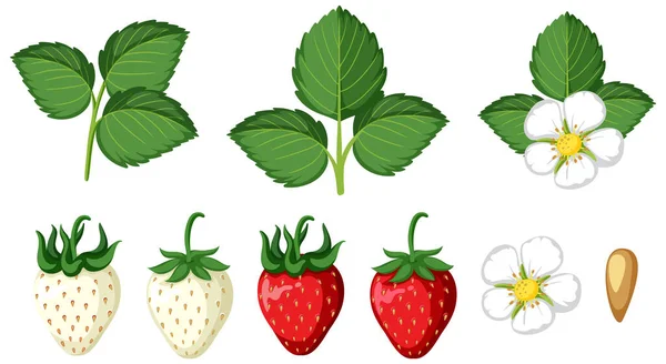 Conjunto Fruta Fresa Ilustración Aislada — Archivo Imágenes Vectoriales