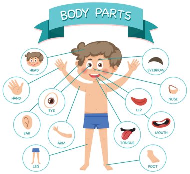 Sözcük dağarcığı illüstrasyonlu vücut parçaları