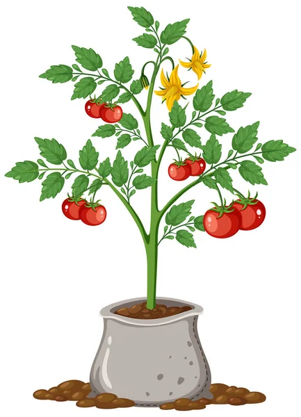 Tanaman Tomat Dengan Buah Ilustrasi Yang Terisolasi — Stok Foto