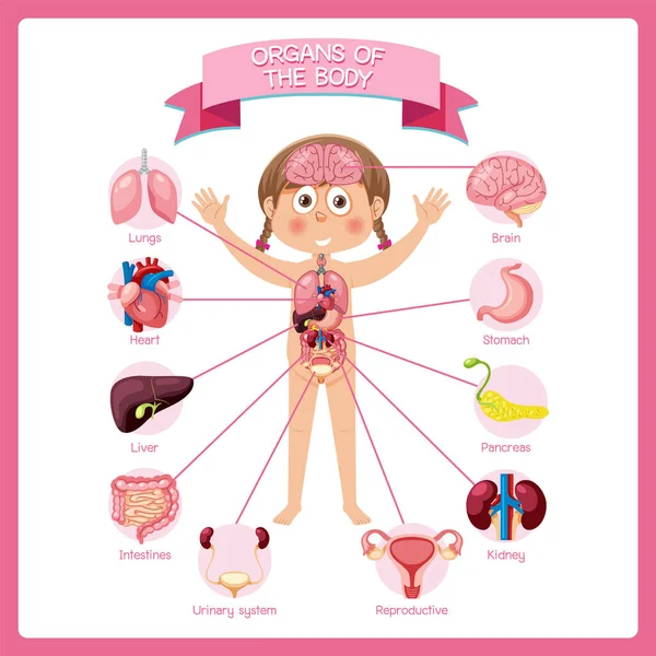 Internal Organs Body Kids Illustration — Stock Photo, Image