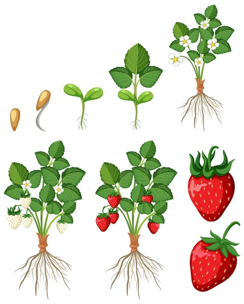 Σύνολο Βημάτων Καλλιέργειας Φράουλας Απομονωμένη Απεικόνιση — Φωτογραφία Αρχείου