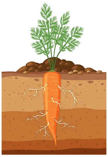 Plante Carotte Avec Illustration Système Racinaire — Image vectorielle