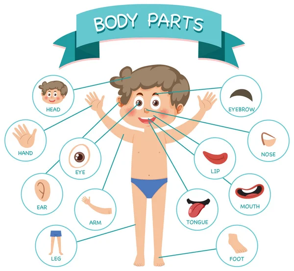 Body Parts Vocabulary Illustration — Stock Vector