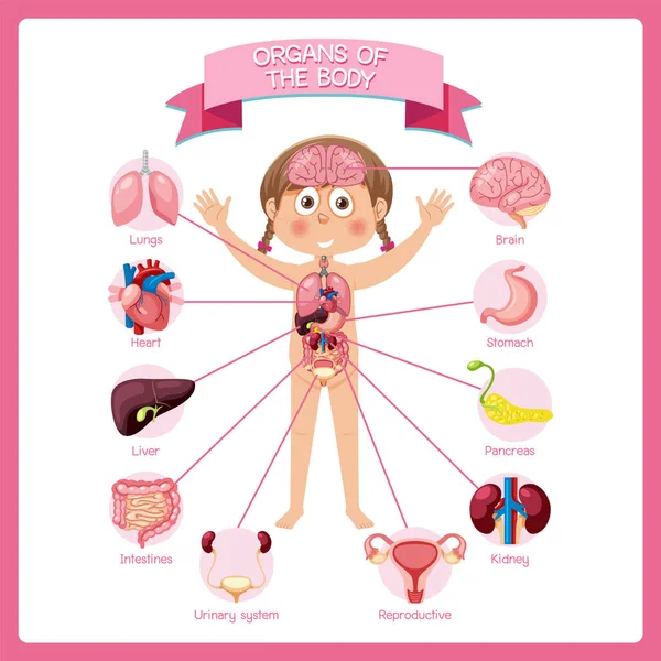 Organi Interni Del Corpo Illustrazione Dei Bambini — Vettoriale Stock