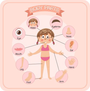 Sözcük dağarcığı illüstrasyonlu vücut parçaları