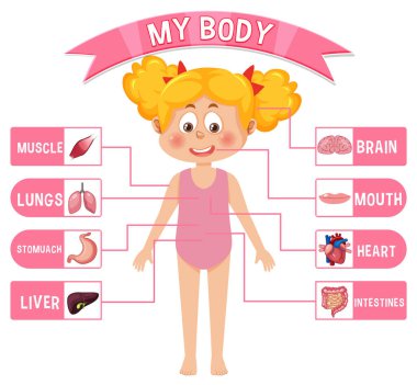 Çocuk resimleri için vücudun iç organları